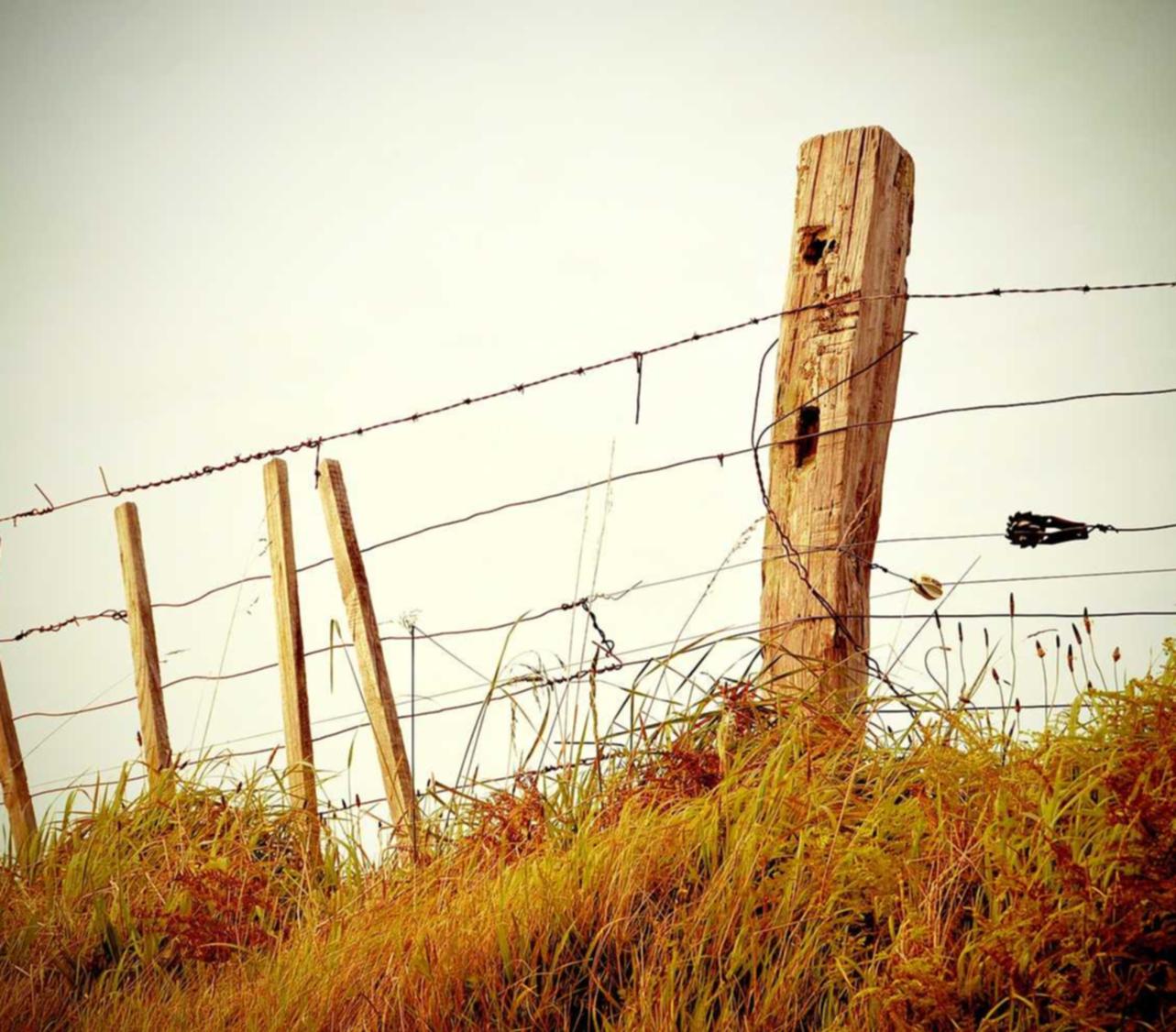 完美世界手游辅助- 雪茄在线购买都有哪些平台
