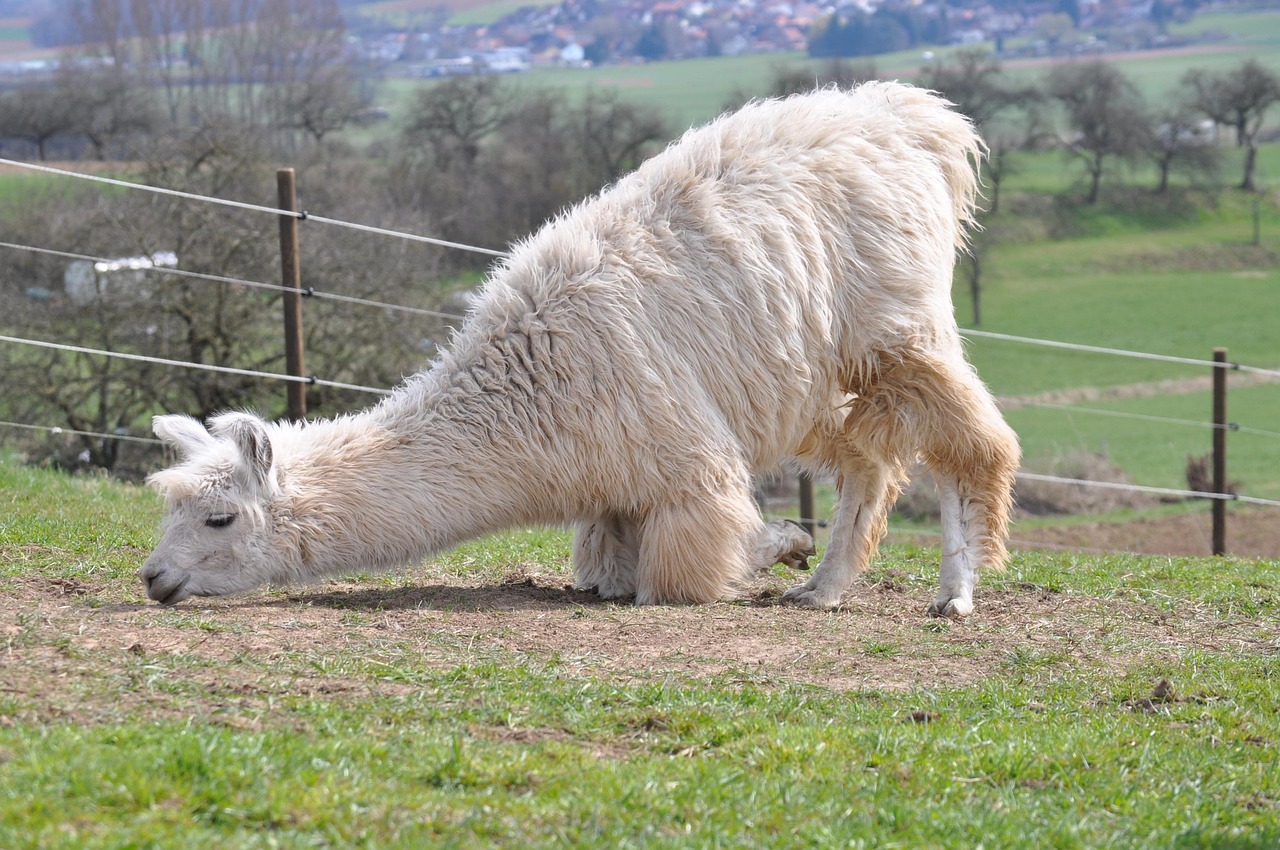新征途：高鐵APP訂票详情下载教程