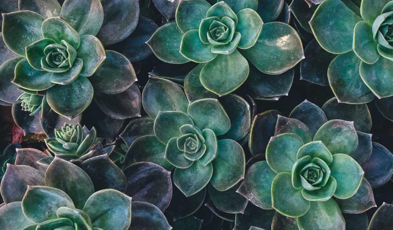 对于跨国性技术支持辅助制造商和购买者的打击策略